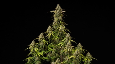 Capa do grow report Atlas F1: colas de canábis maduras Colas maduras de Atlas F1 sobre um fundo preto, mostrando flores resinosas, pistilos laranja, folhas a perder cor e floração pronta para a colheita para a capa do grow report.