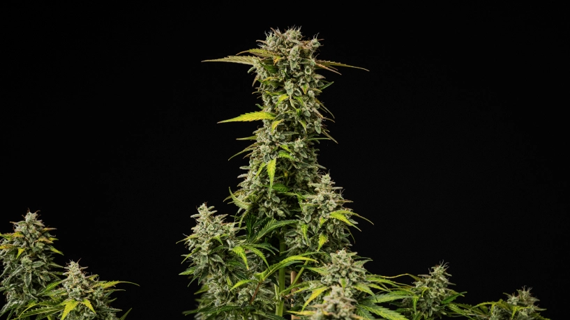 Planta de canábis Royal Creamatic madura com flores densas e resinosas, tricomas gelados e uma cola principal alta sobre fundo preto.