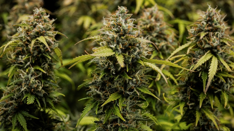 Buds de cannabis Granddaddy Purple Auto em close-up, mostrando colas densas cobertas de tricomas, pistilos laranja, flores verdes maduras e resina gelada antes da colheita.