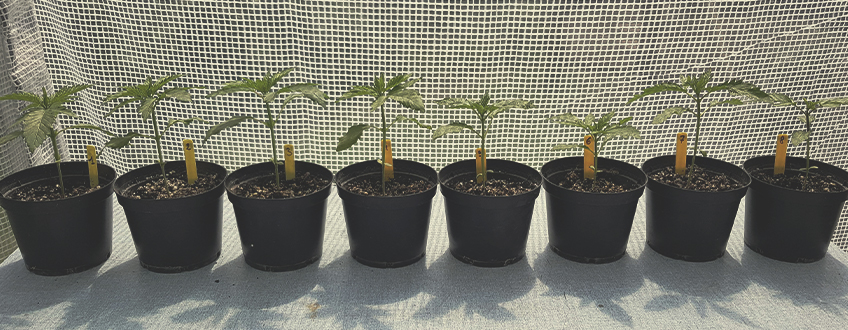 Top Estirpes de Canábis Fáceis para Cultivadores Iniciantes Top Estirpes de Canábis Fáceis para Cultivadores Iniciantes
