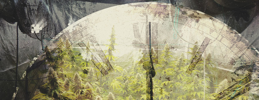 Quanto Tempo É Necessário Para Cultivar Canábis no interior? Quanto Tempo É Necessário Para Cultivar Canábis no interior?