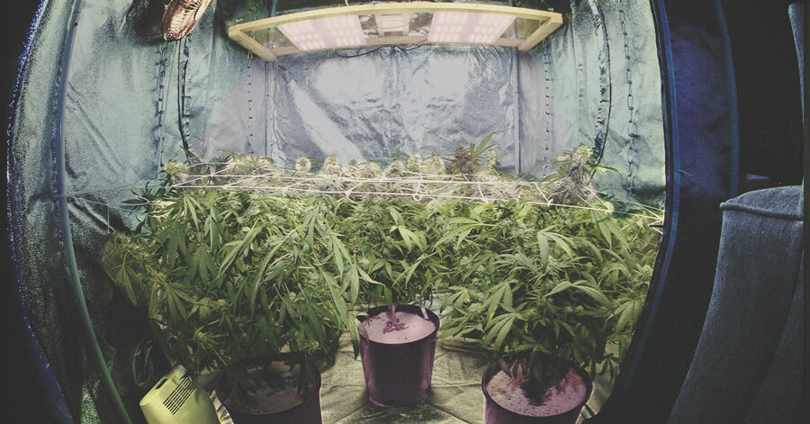 O Guia Supremo para Equipamento de Cultivo Interior de Canábis O Guia Supremo para Equipamento de Cultivo Interior de Canábis