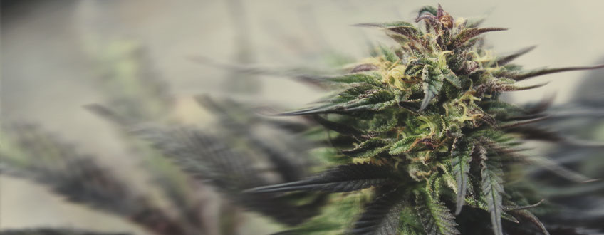 Como Cultivar Estirpes de Floração Rápida Ainda Mais Rápido Como Cultivar Estirpes de Floração Rápida Ainda Mais Rápido