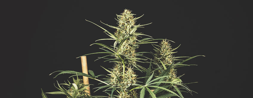 As Melhores Sementes de Canábis com Desconto da Royal Queen Seeds As Melhores Sementes de Canábis com Desconto da Royal Queen Seeds