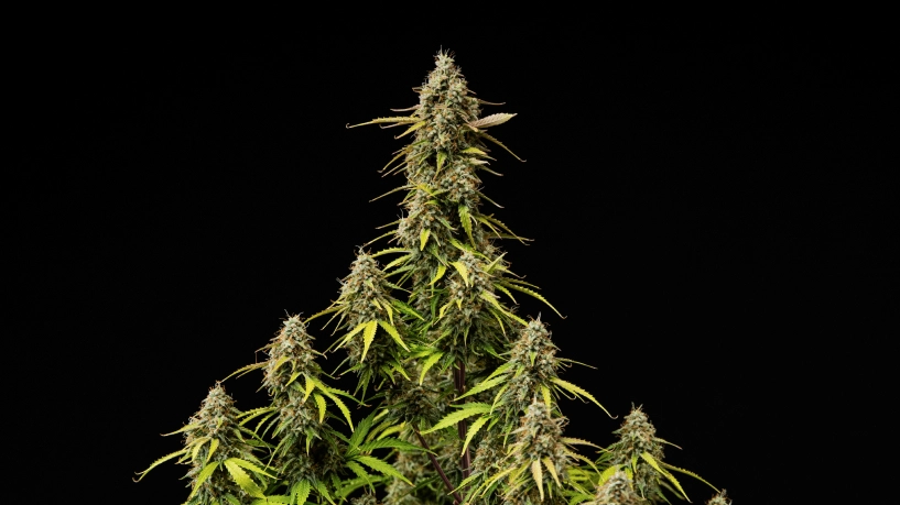 Capa do grow report Atlas F1: colas de canábis maduras Colas maduras de Atlas F1 sobre um fundo preto, mostrando flores resinosas, pistilos laranja, folhas a perder cor e floração pronta para a colheita para a capa do grow report.
