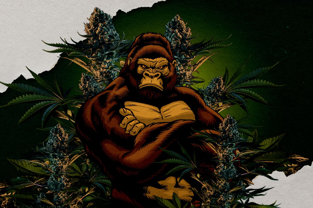 Variedades Gorilla RQS: Qual É a Mais Potente? Ilustração de um gorila cercado por brotos de cannabis, representando variedades Gorilla RQS, perguntando qual é a mais potente.