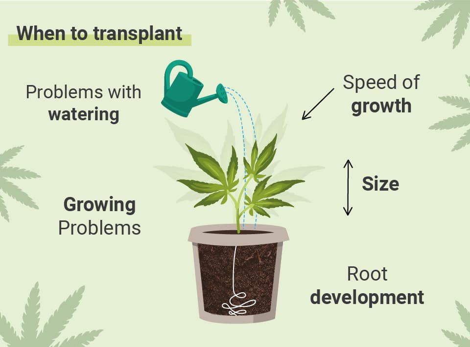 QUANDO TRANSPLANTAR A SUA CANÁBIS