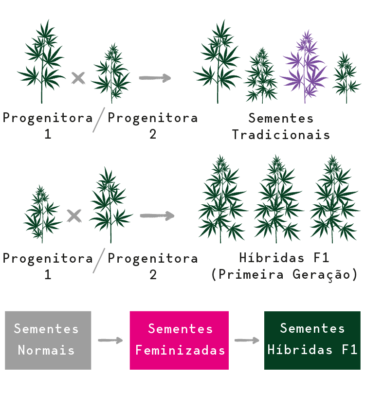 Sementes de Canábis Híbrida F1