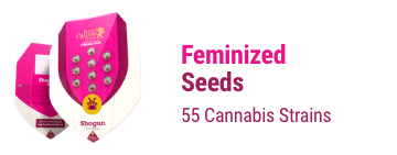feminized-cannabis-seeds
