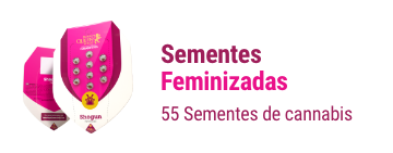 sementes-cannabis-feminizadas
