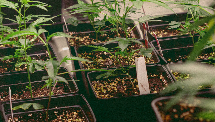 Genótipo vs Fenótipo: Plantas de Cannabis em Vasos Plantas de cannabis em vasos pretos com terra, exibindo traços genéticos para comparação de genótipo vs fenótipo, ideal para educação sobre cultivo de cannabis.