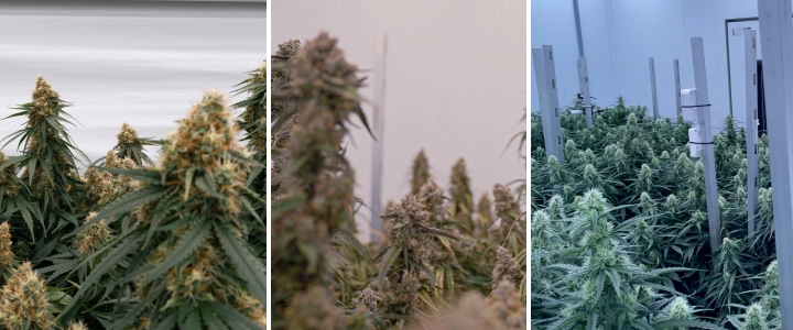 Plantas de canábis híbridas F1: crescimento vigoroso e floração Plantas de canábis híbridas F1 em salas de cultivo controladas, com flores densas e resinosas, crescimento vigoroso e copas de floração uniformes.