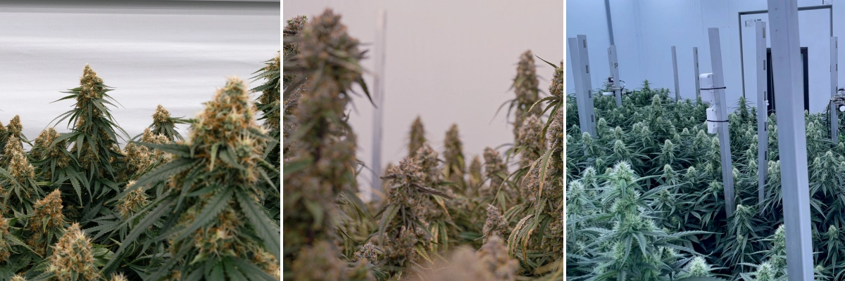 Plantas de canábis híbridas F1: crescimento vigoroso e floração Plantas de canábis híbridas F1 em salas de cultivo controladas, com flores densas e resinosas, crescimento vigoroso e copas de floração uniformes.