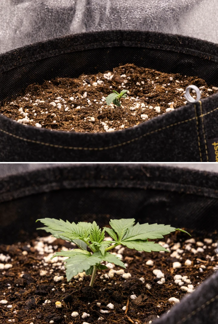 Plântula de cannabis Granddaddy Purple Auto durante a semana 1, mostrando crescimento inicial num vaso de tecido de 11 L após a sementeira direta, com cotilédones abertos e as primeiras folhas verdadeiras em desenvolvimento.
