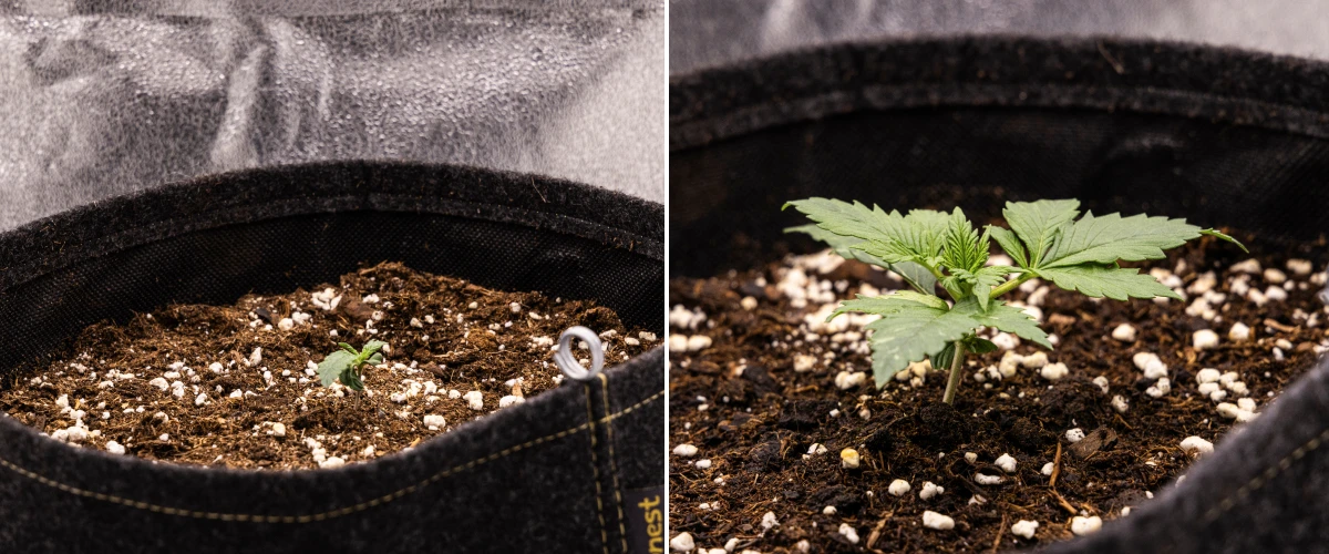 Plântula de cannabis Granddaddy Purple Auto durante a semana 1, mostrando crescimento inicial num vaso de tecido de 11 L após a sementeira direta, com cotilédones abertos e as primeiras folhas verdadeiras em desenvolvimento.