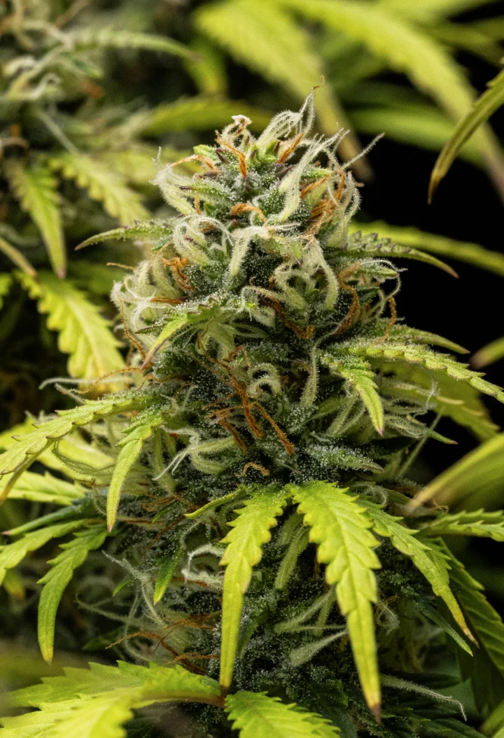 Planta de cannabis Granddaddy Purple Auto durante a semana 10, mostrando buds maduros cobertos de tricomas, colas floridas frutadas, pistilos laranja e folhas amareladas em tons de outono à medida que a colheita se aproxima.