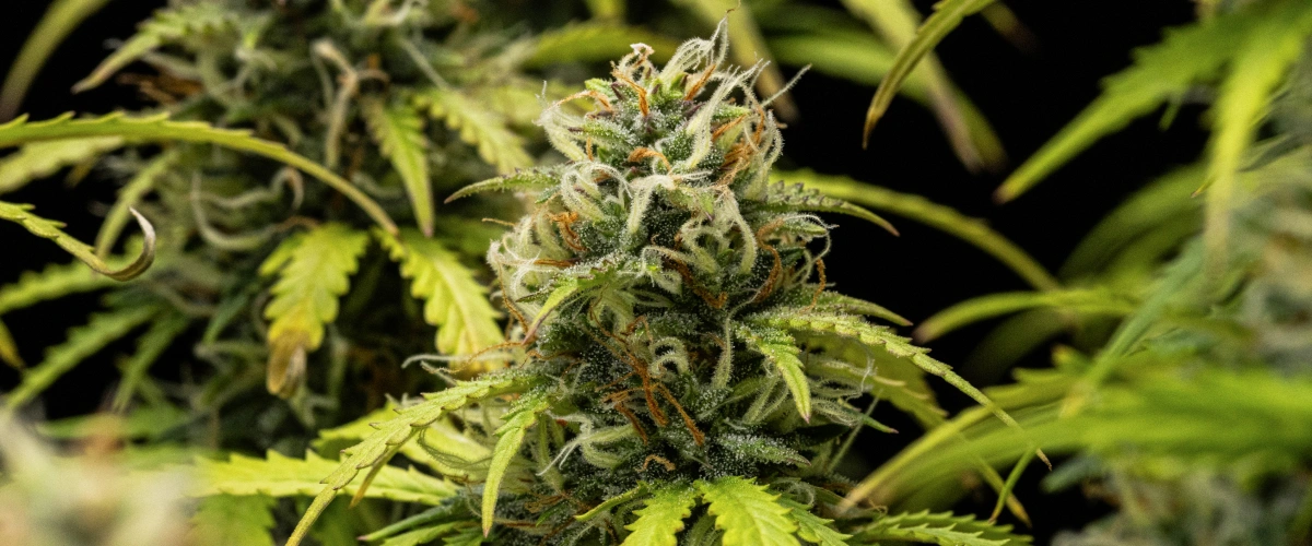 Planta de cannabis Granddaddy Purple Auto durante a semana 10, mostrando buds maduros cobertos de tricomas, colas floridas frutadas, pistilos laranja e folhas amareladas em tons de outono à medida que a colheita se aproxima.