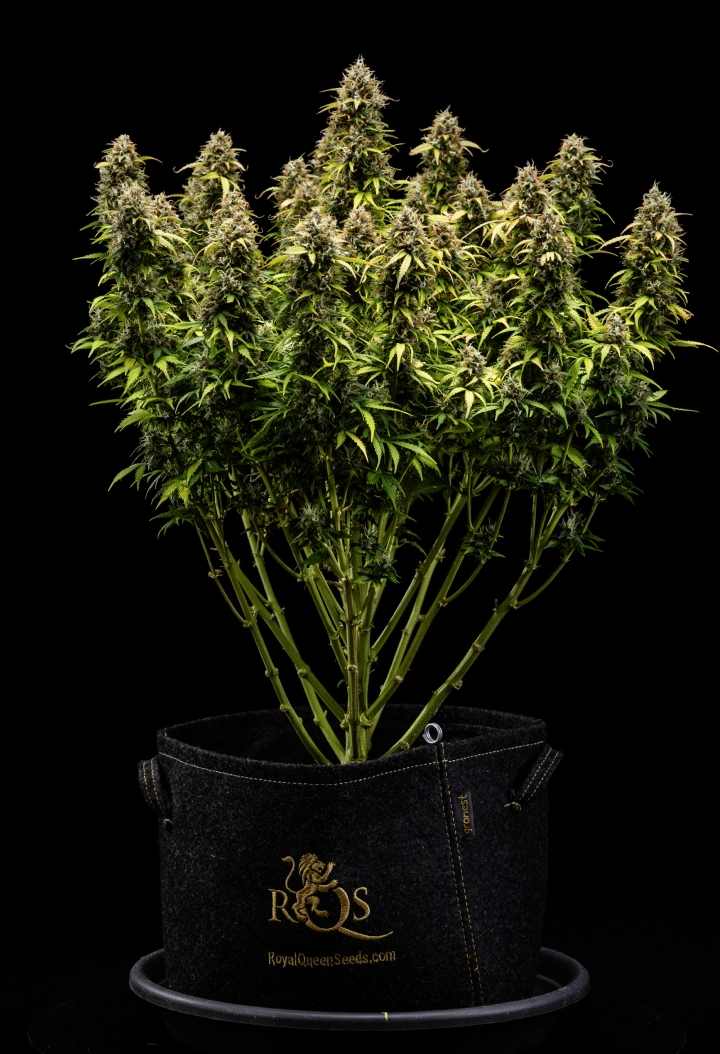Planta de cannabis Granddaddy Purple Auto durante a semana 11, mostrando buds duros como pedra cobertos de tricomas, colas maduras frutadas, folhas amarelas profundas de outono e flores prontas para a colheita.