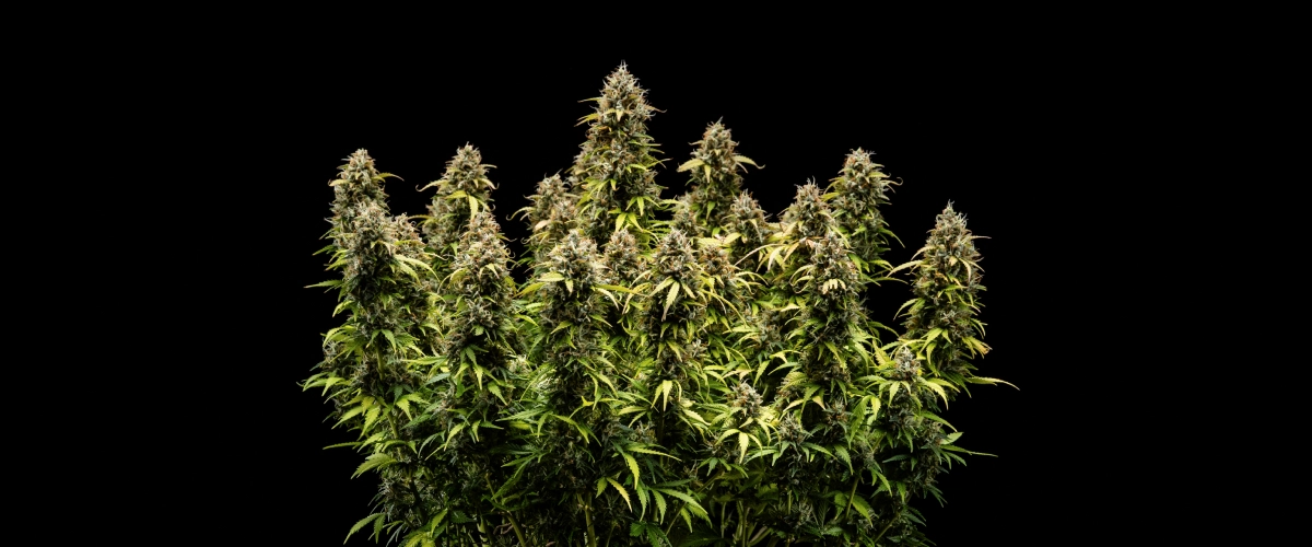 Planta de cannabis Granddaddy Purple Auto durante a semana 11, mostrando buds duros como pedra cobertos de tricomas, colas maduras frutadas, folhas amarelas profundas de outono e flores prontas para a colheita.