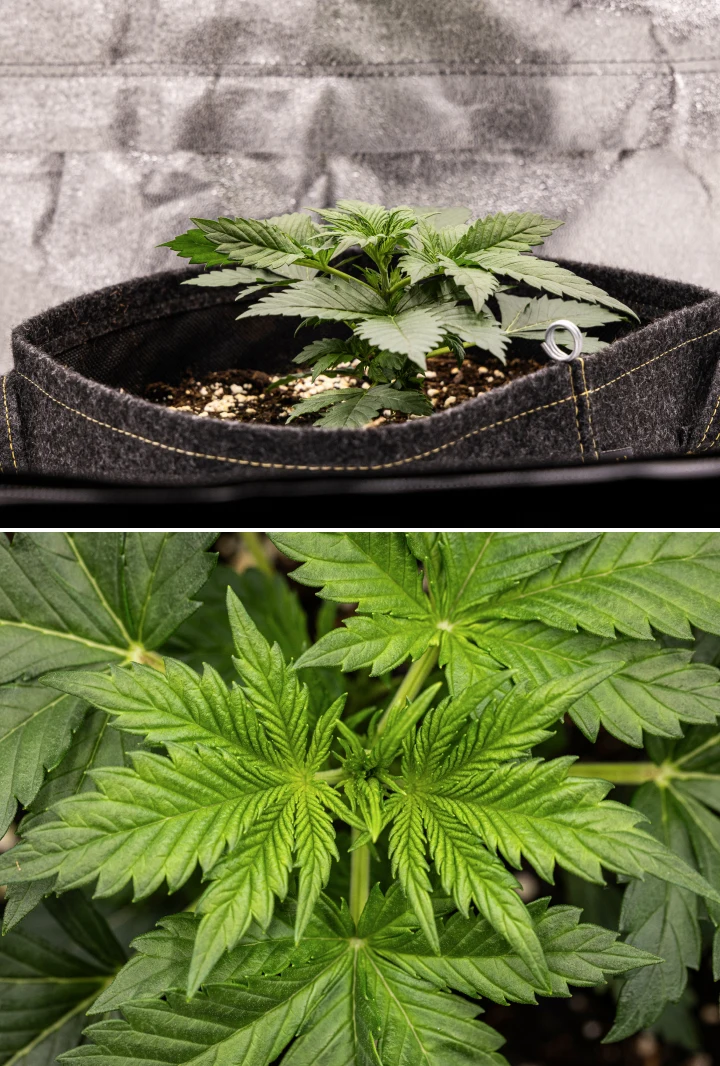 Planta de cannabis Granddaddy Purple Auto durante a semana 2, mostrando crescimento vegetativo inicial mais forte, nova ramificação, folhas verdes saudáveis e recuperação após um início irregular de plântula.