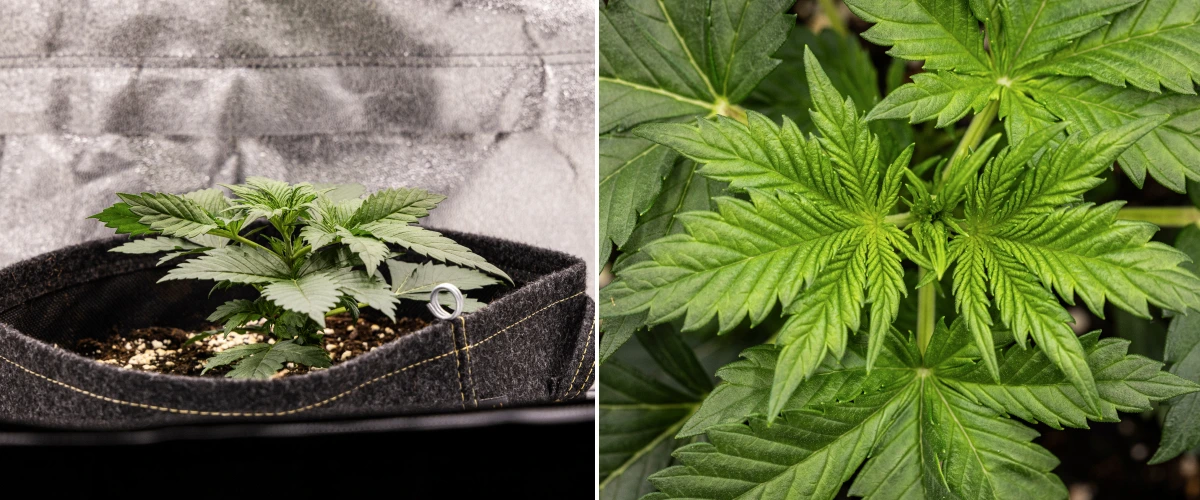 Planta de cannabis Granddaddy Purple Auto durante a semana 2, mostrando crescimento vegetativo inicial mais forte, nova ramificação, folhas verdes saudáveis e recuperação após um início irregular de plântula.