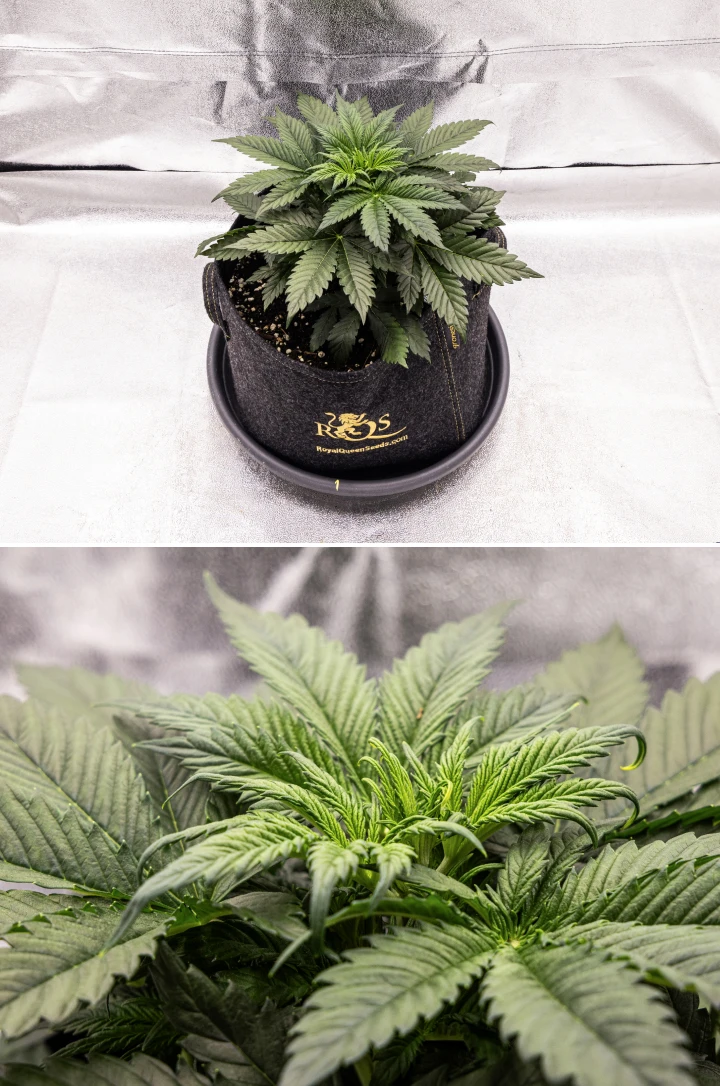 Planta de cannabis Granddaddy Purple Auto durante a semana 3, mostrando crescimento vegetativo constante, uma copa cheia de folhas em leque saudáveis e uma estrutura compacta e uniforme antes do início da floração.