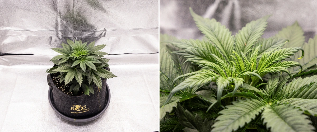 Planta de cannabis Granddaddy Purple Auto durante a semana 3, mostrando crescimento vegetativo constante, uma copa cheia de folhas em leque saudáveis e uma estrutura compacta e uniforme antes do início da floração.