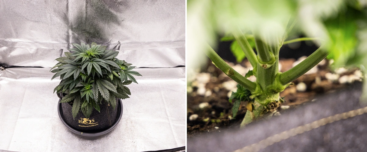 Planta de cannabis Granddaddy Purple Auto durante a semana 4, mostrando uma copa compacta verde-escura, forte desenvolvimento do caule e os primeiros pistilos brancos quando a floração começa.