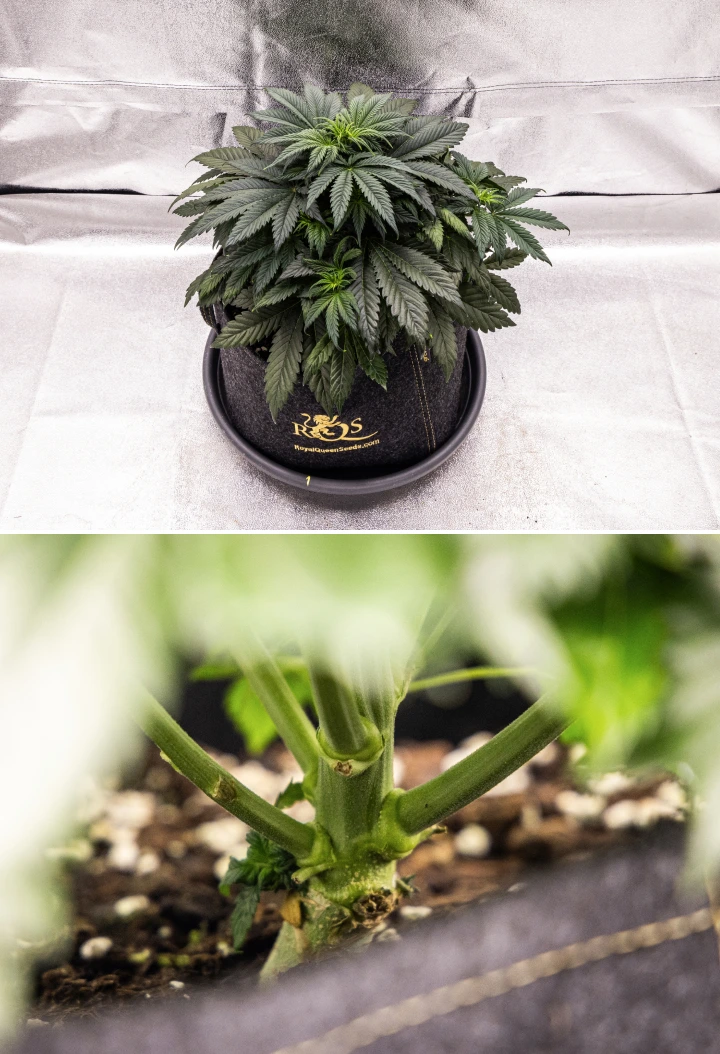 Planta de cannabis Granddaddy Purple Auto durante a semana 4, mostrando uma copa compacta verde-escura, forte desenvolvimento do caule e os primeiros pistilos brancos quando a floração começa.