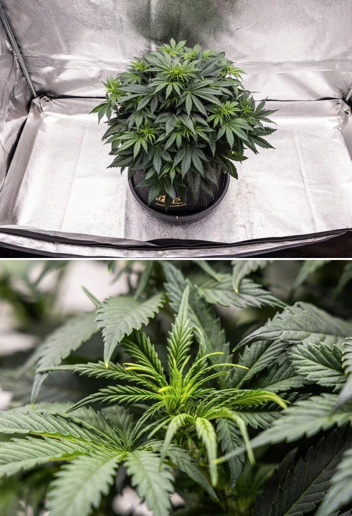 Planta de cannabis Granddaddy Purple Auto durante a semana 5, mostrando o início da floração, folhagem densa verde-escura, pontos de buds em desenvolvimento e novo crescimento floral ao longo dos ramos.