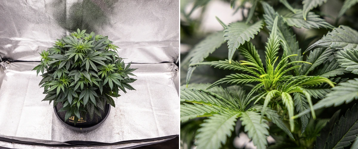 Planta de cannabis Granddaddy Purple Auto durante a semana 5, mostrando o início da floração, folhagem densa verde-escura, pontos de buds em desenvolvimento e novo crescimento floral ao longo dos ramos.