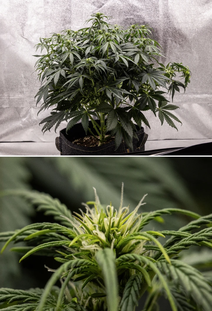 Planta de cannabis Granddaddy Purple Auto durante a semana 6, mostrando uma copa de floração densa verde-escura, estrutura arbustiva dos ramos, primeiros pistilos brancos e desenvolvimento saudável dos buds.