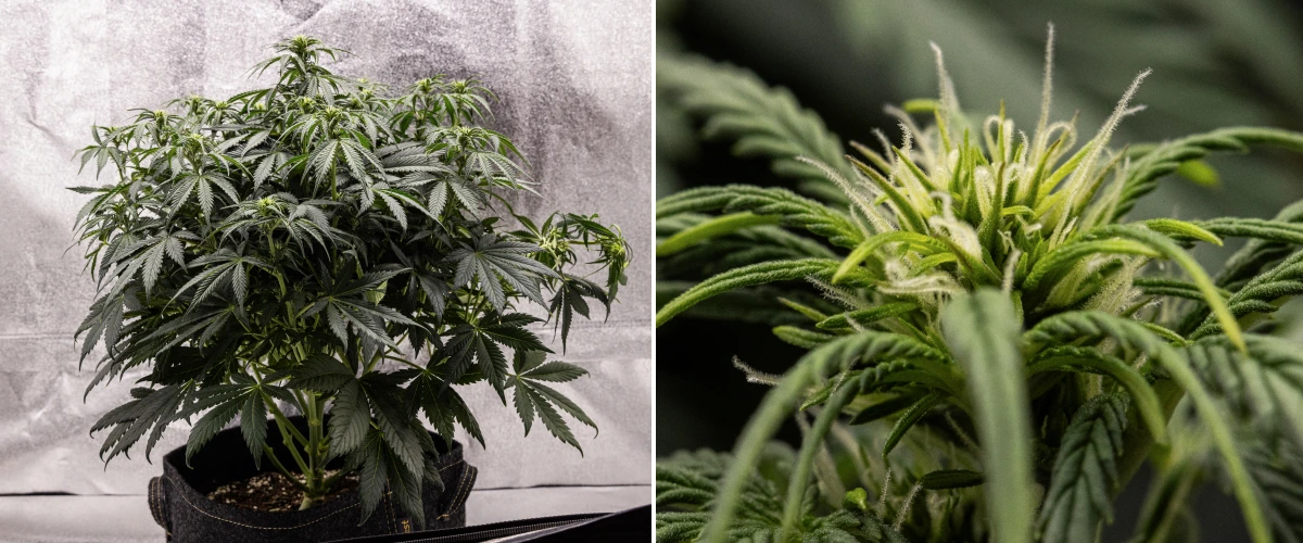 Planta de cannabis Granddaddy Purple Auto durante a semana 6, mostrando uma copa de floração densa verde-escura, estrutura arbustiva dos ramos, primeiros pistilos brancos e desenvolvimento saudável dos buds.