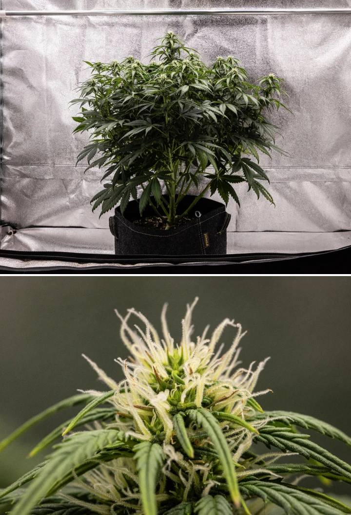 Planta de cannabis Granddaddy Purple Auto durante a semana 7, mostrando uma estrutura compacta e arbustiva, crescimento saudável em floração, buds a ganhar volume e ligeiro amarelecimento das folhas inferiores enquanto a floração continua.