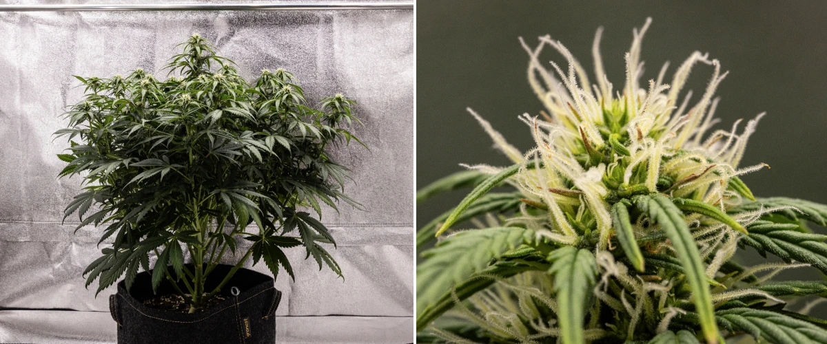 Planta de cannabis Granddaddy Purple Auto durante a semana 7, mostrando uma estrutura compacta e arbustiva, crescimento saudável em floração, buds a ganhar volume e ligeiro amarelecimento das folhas inferiores enquanto a floração continua.