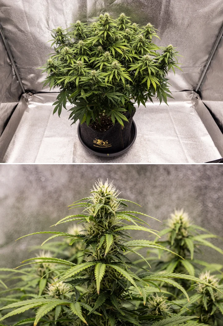 Planta de cannabis Granddaddy Purple Auto durante a semana 8, mostrando desenvolvimento sólido dos buds, uma copa compacta e robusta, folhagem verde saudável e colas grossas em floração após quatro semanas de bloom.