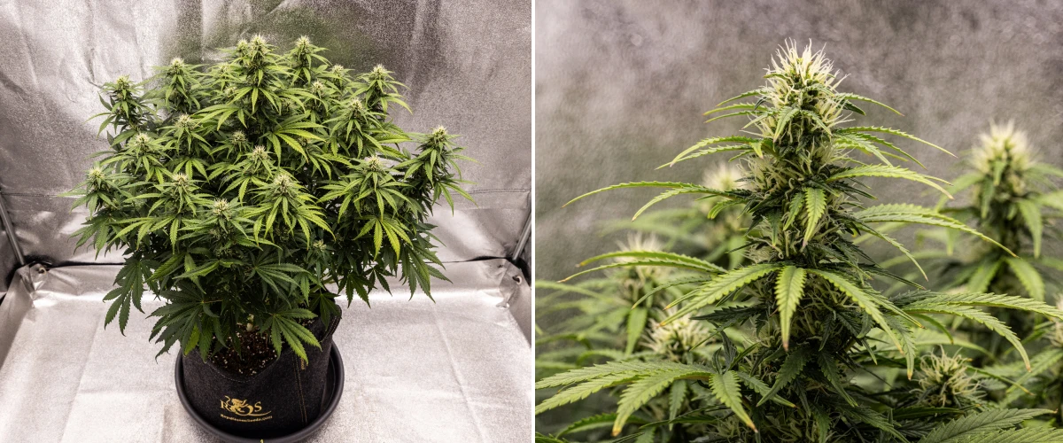 Planta de cannabis Granddaddy Purple Auto durante a semana 8, mostrando desenvolvimento sólido dos buds, uma copa compacta e robusta, folhagem verde saudável e colas grossas em floração após quatro semanas de bloom.