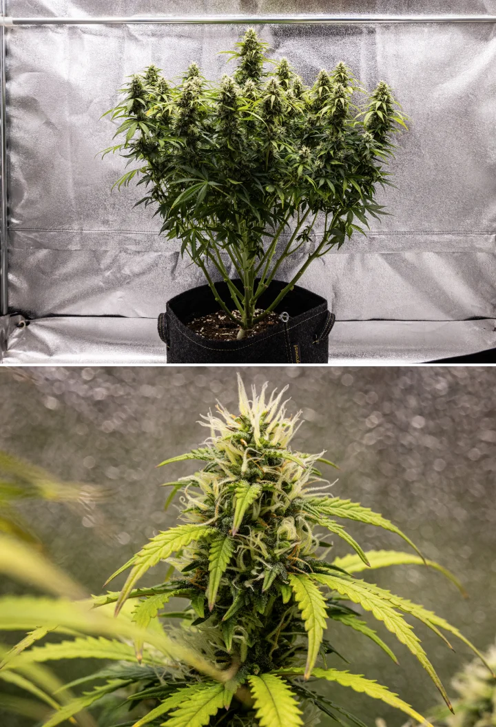 Planta de cannabis Granddaddy Purple Auto durante a semana 9, mostrando buds firmes ricos em tricomas, ramos floridos em forma de bouquet, folhas verde mais claras e colas brilhantes a aproximar-se da maturidade.