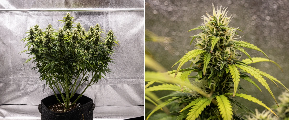 Planta de cannabis Granddaddy Purple Auto durante a semana 9, mostrando buds firmes ricos em tricomas, ramos floridos em forma de bouquet, folhas verde mais claras e colas brilhantes a aproximar-se da maturidade.
