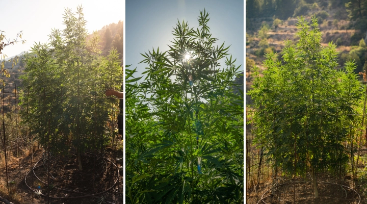 Colheita de híbridos F1: plantas de canábis no exterior Plantas de canábis híbridas F1 a crescer ao ar livre sob a luz solar, com caules altos, folhagem verde densa, ramificações fortes e uma rede de suporte.