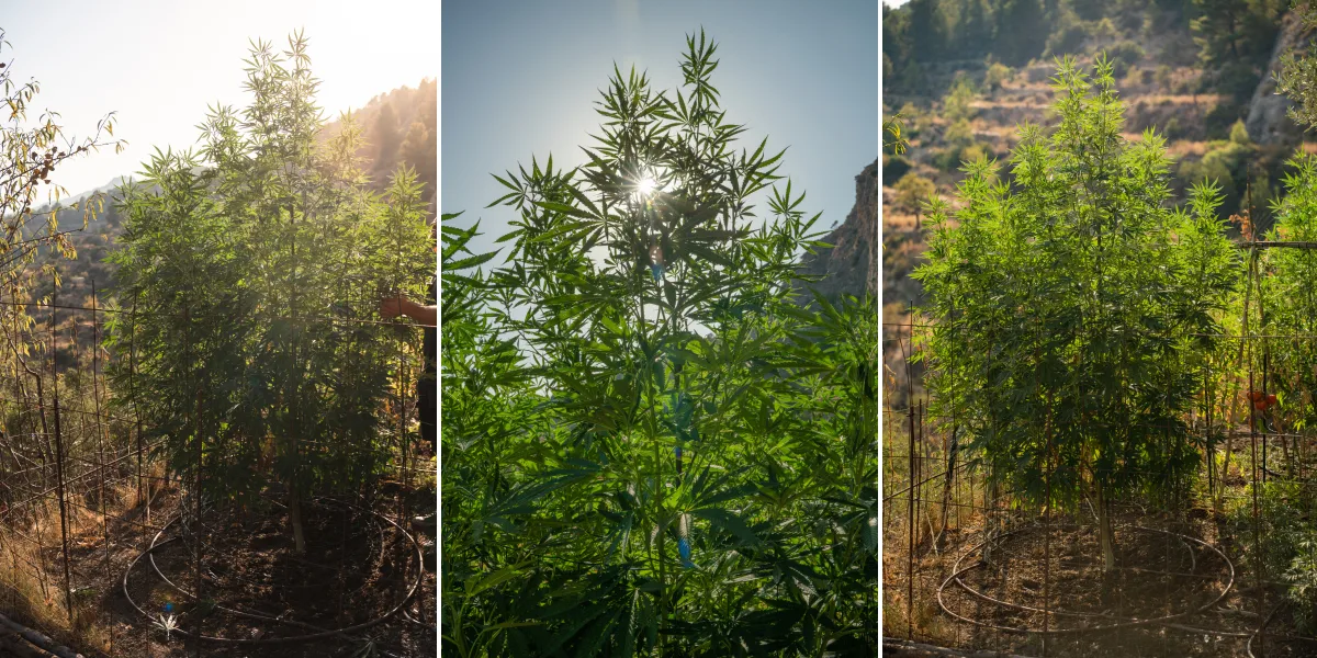 Colheita de híbridos F1: plantas de canábis no exterior Plantas de canábis híbridas F1 a crescer ao ar livre sob a luz solar, com caules altos, folhagem verde densa, ramificações fortes e uma rede de suporte.