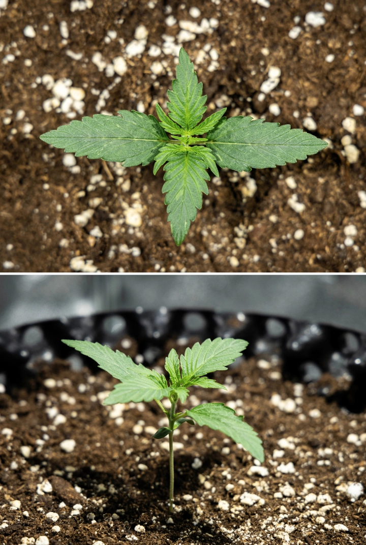 Plântula de canábis Hyperion F1 durante a semana 1 do grow report, mostrando crescimento vegetativo inicial, folhas verdes saudáveis, desenvolvimento de um caule resistente e solo rico em perlite.