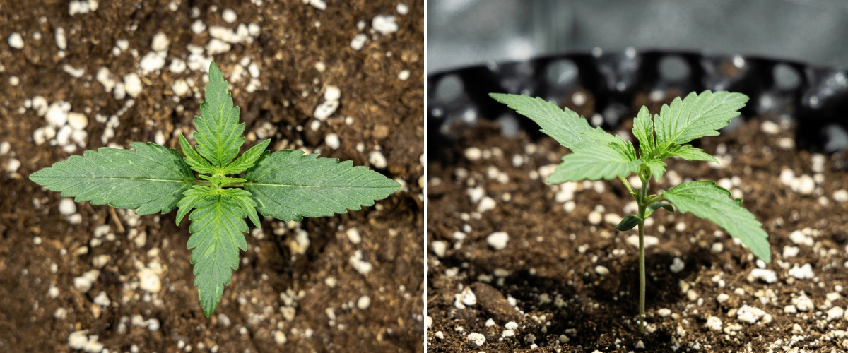 Plântula de canábis Hyperion F1 durante a semana 1 do grow report, mostrando crescimento vegetativo inicial, folhas verdes saudáveis, desenvolvimento de um caule resistente e solo rico em perlite.