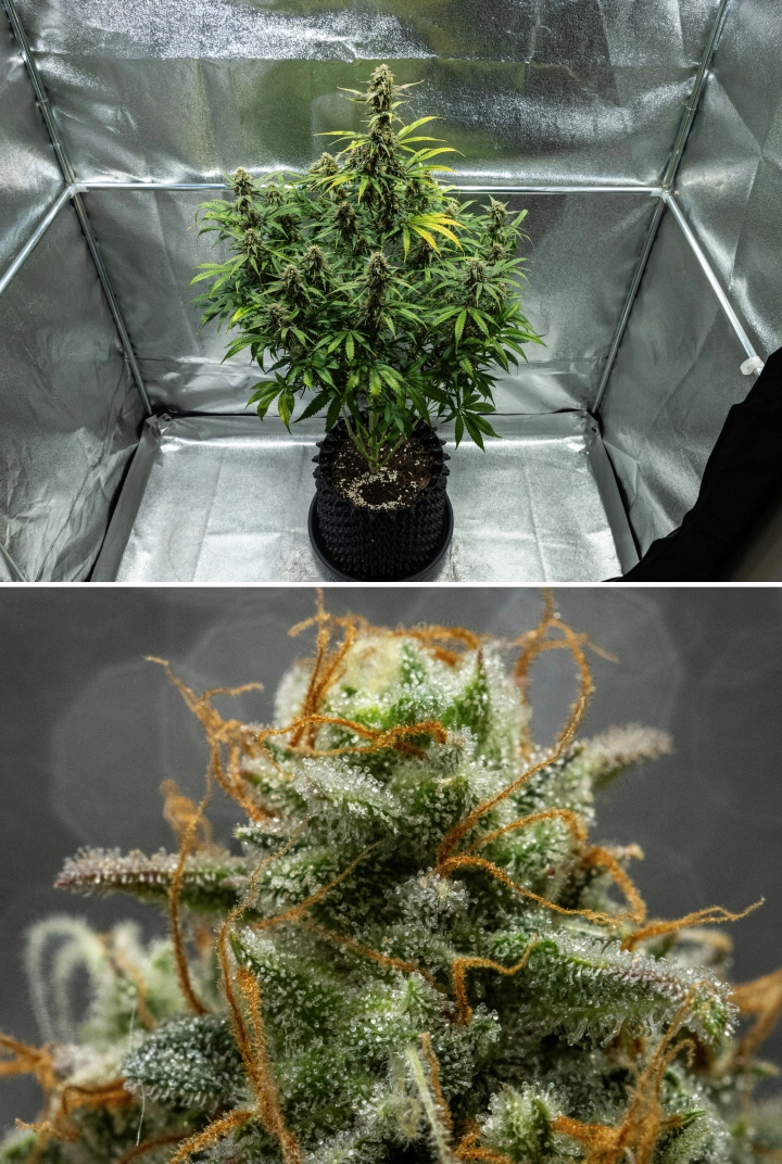 Planta de canábis Hyperion F1 durante a semana 10 do grow report, mostrando flores resinosas prontas para a colheita, cobertura gelada de tricomas, pistilos laranja, folhas a perder cor e maturação final dentro de uma tenda de cultivo.