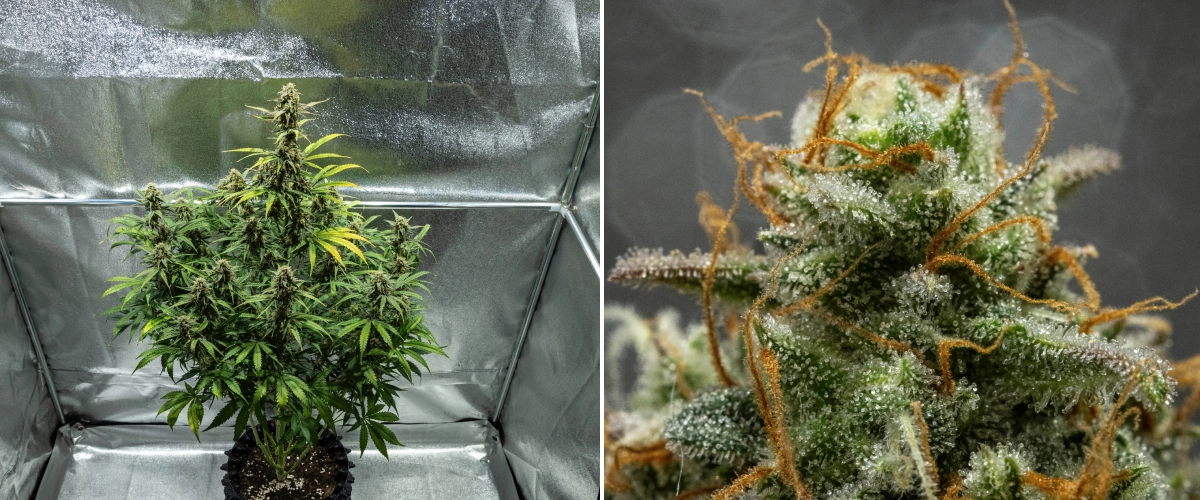 Planta de canábis Hyperion F1 durante a semana 10 do grow report, mostrando flores resinosas prontas para a colheita, cobertura gelada de tricomas, pistilos laranja, folhas a perder cor e maturação final dentro de uma tenda de cultivo.