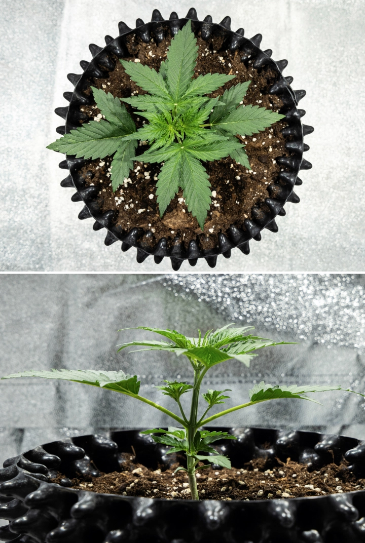 Planta de canábis Hyperion F1 durante a semana 2 do grow report, mostrando crescimento vegetativo rápido, folhagem verde saudável, ramos em desenvolvimento, uma estrutura de caule resistente e um air pot preto.