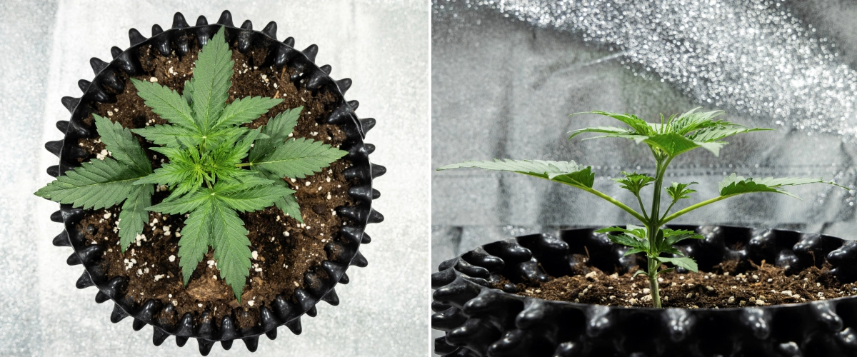 Planta de canábis Hyperion F1 durante a semana 2 do grow report, mostrando crescimento vegetativo rápido, folhagem verde saudável, ramos em desenvolvimento, uma estrutura de caule resistente e um air pot preto.