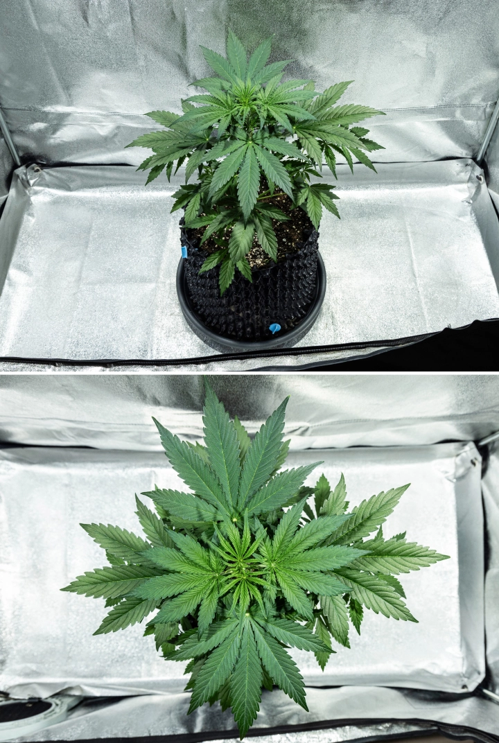 Planta de canábis Hyperion F1 durante a semana 3 do grow report, mostrando crescimento vegetativo vigoroso, folhagem verde densa, forte ramificação, folhas largas em leque e uma copa saudável dentro de uma tenda de cultivo.