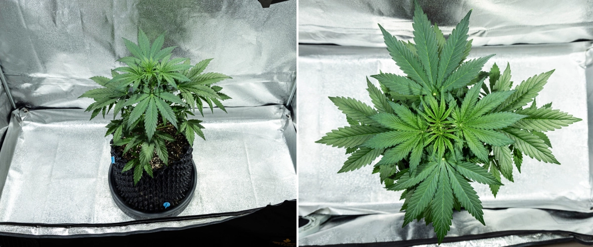 Planta de canábis Hyperion F1 durante a semana 3 do grow report, mostrando crescimento vegetativo vigoroso, folhagem verde densa, forte ramificação, folhas largas em leque e uma copa saudável dentro de uma tenda de cultivo.