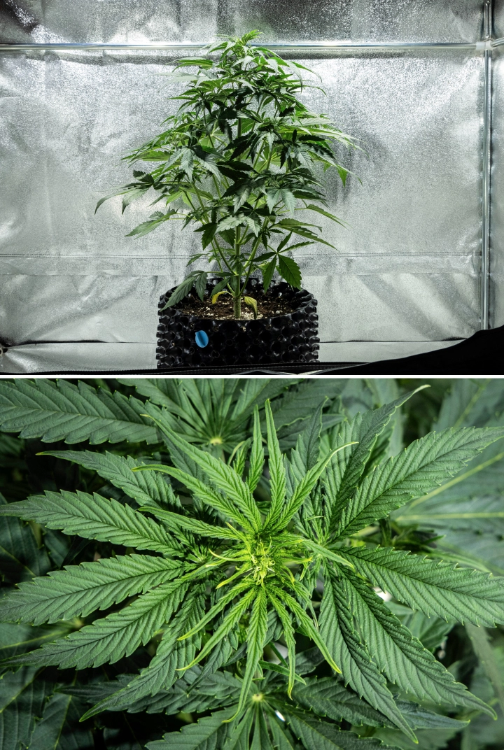 Planta de canábis Hyperion F1 durante a semana 4 do grow report, mostrando crescimento inicial de floração, forte estiramento vertical, folhagem verde saudável, locais de floração em desenvolvimento e uma estrutura vigorosa dentro de uma tenda de cultivo.
